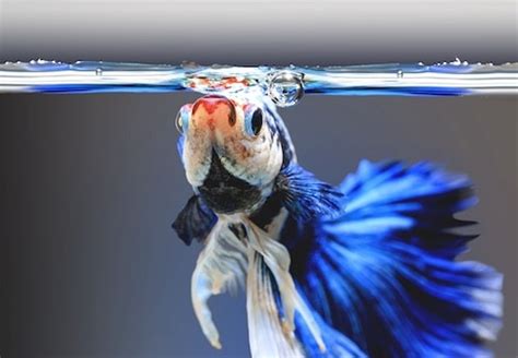 What Do Betta Fish Need A Quick Easy Guide