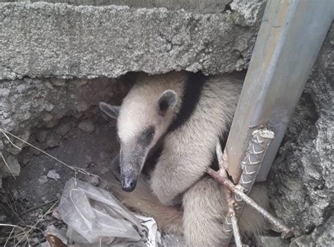 Rescatan A Oso Hormiguero Y Lo Llevan Al Zoológico De El Picacho