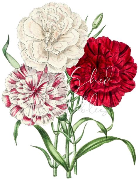 Carnation Flower Drawing