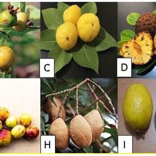 Main native fruits of South America, addressed in this study. (A) Pequi... | Download Scientific ...