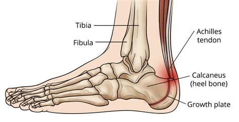 The Anatomy Of The Foot And Ankle Lateral Aspect And Nerve