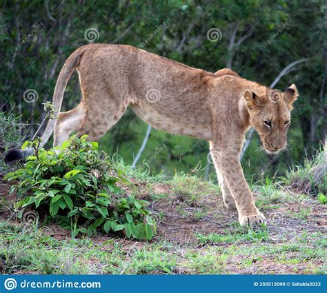 Sub Adult African Lion Panthera Leo Resting In Kruger National Park