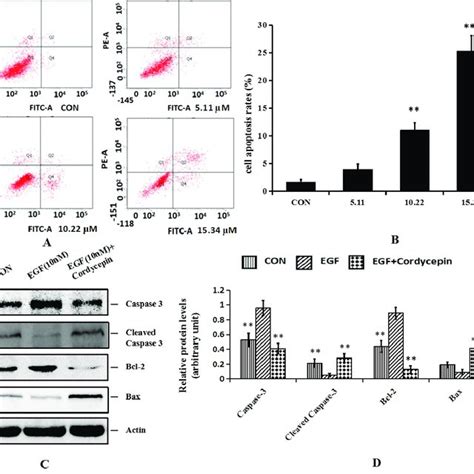 Effects Of Cordycepin On The Apoptosis Of H Cells And Related