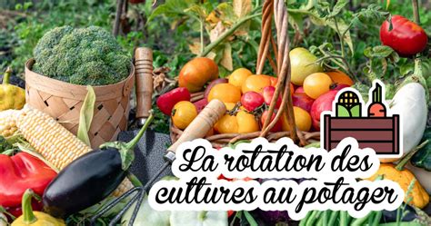 Maîtriser la rotation des cultures au potager Dr Jonquille Mr Ail