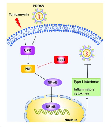 Schematic Model Of The Inhibition Of PRRSV By UPR Induction PRRSV