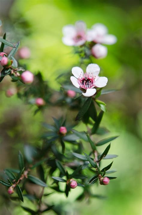 Manuka Bush