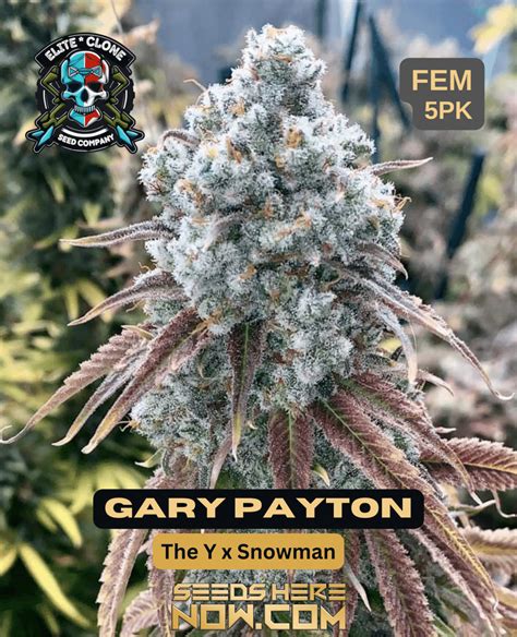 Gary Payton Strain Seeds Fem 5pk Gary Payton Feminized Seeds