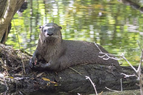 The Northern River Otter Lutra Canadensis