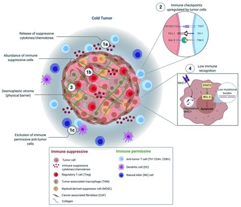 The Immune Evasion Mechanisms Of Pancreatic Cancer A Tumor Cells