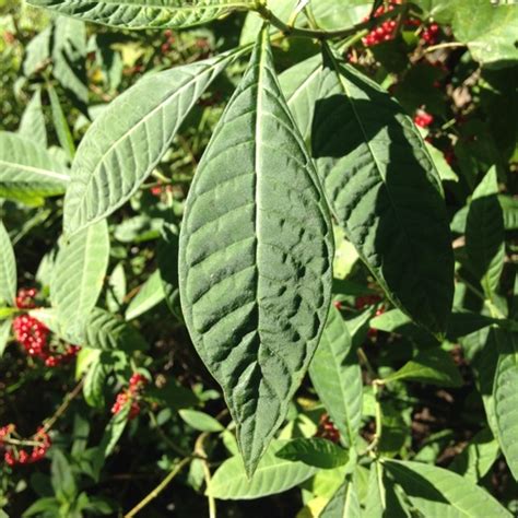 Shiny Leaved Wild Coffee SPC Florida Plants INaturalist