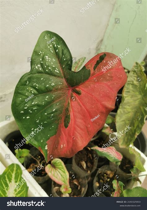 Caladium Bicolor Leaf Queen Leafy Plantselephant Stock Photo 2191525933