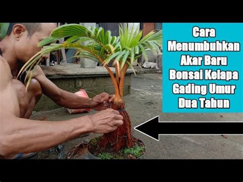 Cara Menumbuhkan Akar Baru Bonsai Kelapa Gading Umur Tahun Youtube