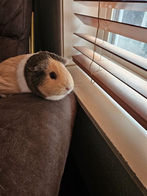 Alpaca Guinea Pig For Sale In Kissimmee 37 Petzlover