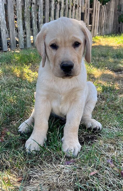 Yellow Lab Puppy Sitting in the Grass - Etsy