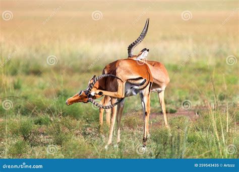 Antelope Impala Stock Image Image Of Head Mammal Bright 259543435