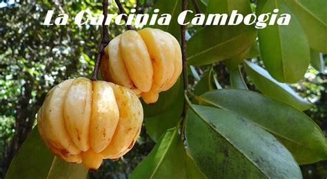 Garcinia Cambogia Contraindicaciones Efectos Secundarios Beneficios