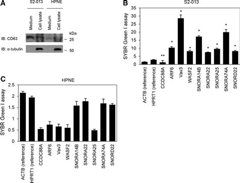 Extracellular Localization Of Exosomal Rnas From S2‐013 And Hpne Cells