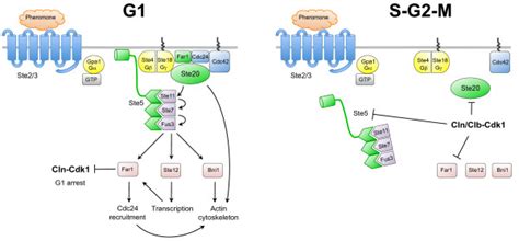 Cdk1 Restricts The Pheromone Response Pathway To The G1 Phase Of The