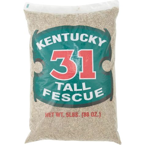 When To Plant Kentucky Fescue Grass Seed Storables