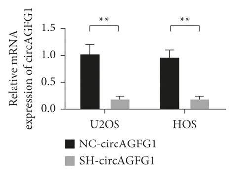 Circagfg1 Drives Osteosarcoma Cell Proliferation Migration Invasion