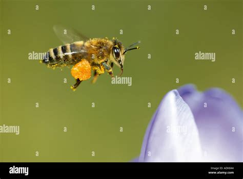 Honey Bee Apis Mellifera Apis Mellifica Worker Collecting Nectar