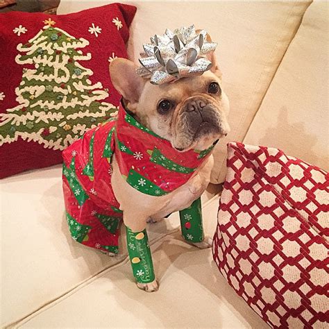 Festive Frenchies Contest Week 4 2014 French Bulldogs Frenchie Bulldog