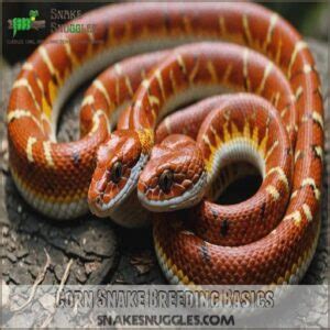 Breeding Corn Snakes: Expert Tips for Successful Snake Reproduction