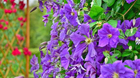 10 Beautiful Purple Vine Flowers (#4 Is Our Pick)