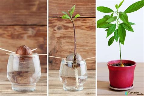 Come Piantare Un Avocado Il Giardino Commestible