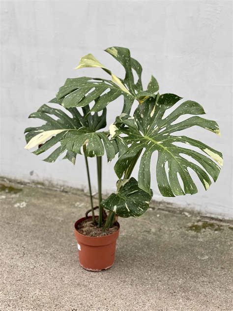Monstera Thai Constellation N. 1 - Jungle Boogie