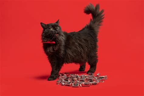 Чёрный кот on Behance