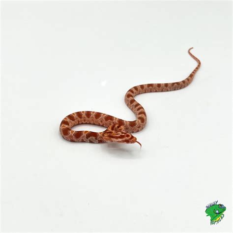 Corn Snakes Strictly Reptiles