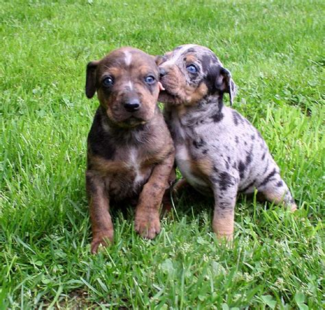 Catahoula Puppies Near Me | PETSIDI