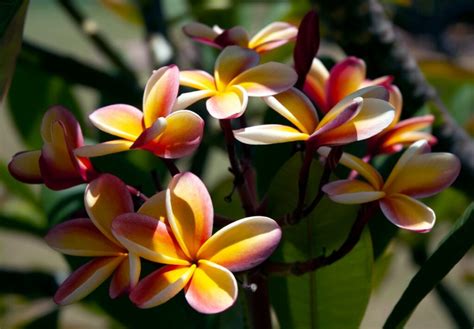 Frangipanier Symbolique Plantation Odeur Arrosage