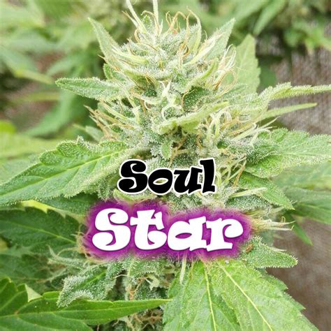 Venta de Soul Star de Dr Underground Seeds