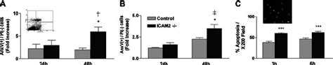 Icam Protects Endothelial Cells From Apoptosis A Serum