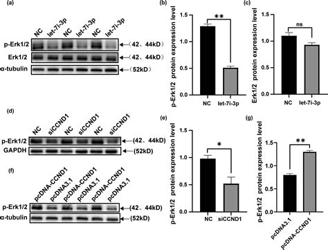 Let 7i 3p Inhibits The Cell Cycle Proliferation Invasion And