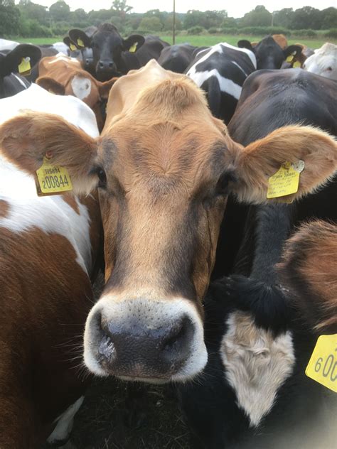 Heifer, Cows, Animals, Animales, Animaux, Animal, Animais