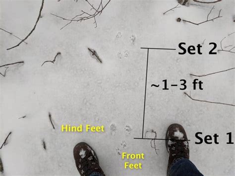 Identifying Squirrel Tracks In Snow: VS Rabbit & Mouse Tracks