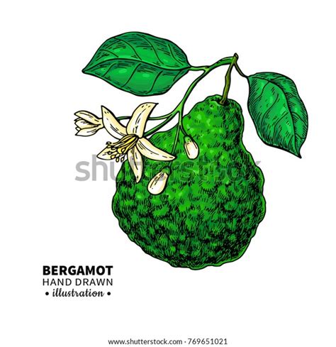 Bergamot Vector Drawing Isolated Illustration Citrus Stock Vector