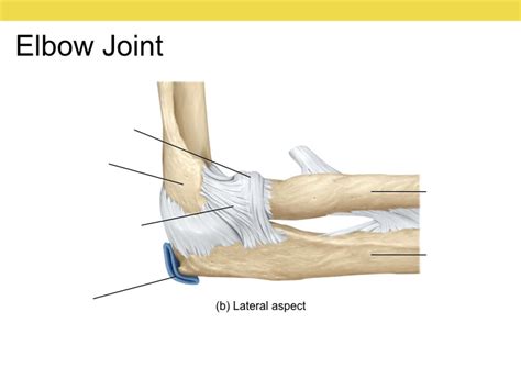 Elbow Joint Lateral Aspect Diagram Quizlet