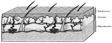 Schematic Representation Of The Skin Layers [1] Download Scientific