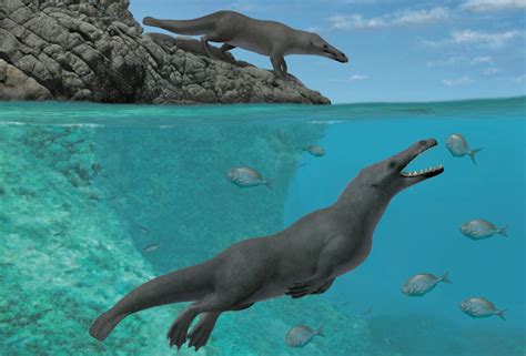 Ancient Four Legged Whales Once Roamed Land And Sea