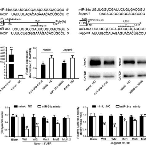 Expression Of Mature Mir A In Colorectal Cancer Cells And Tissues