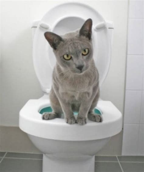 Cat And Toilet Newtown Square Veterinary Hospital