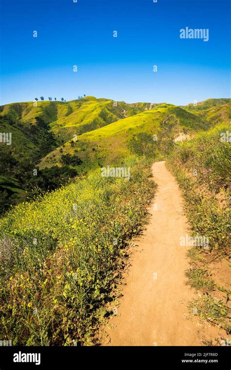 Trail Through Wild Mustard In Harmon Canyon Preserve Ventura