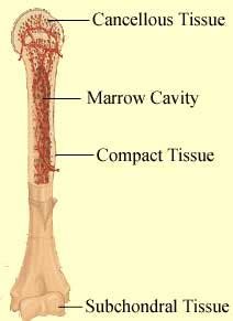 Free For Health: Types of Bone Cancer