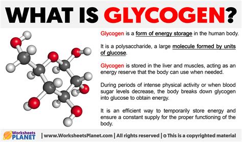 What Is Glycogen