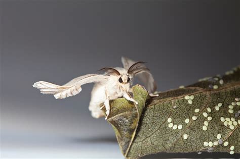 Silk Worm Moth On Studio Shot Stock Photo - Download Image Now - iStock