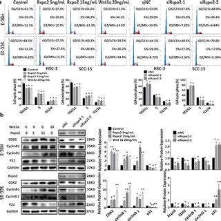 Rspo Promotes Tscc Cell Proliferation Via Regulating Cell Cycle A